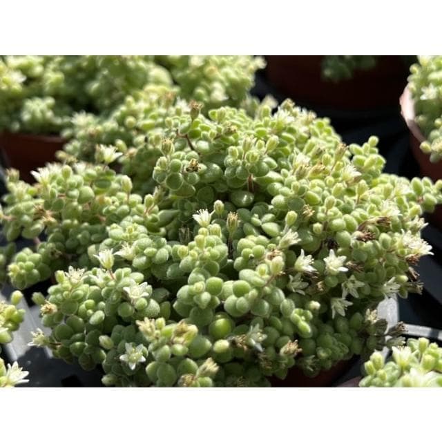 三寸盆 波尼亞草 多肉植物 現貨