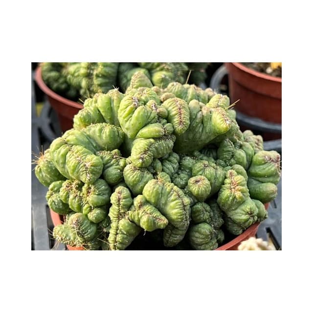 三寸盆 獅子岩錦 多肉植物 現貨