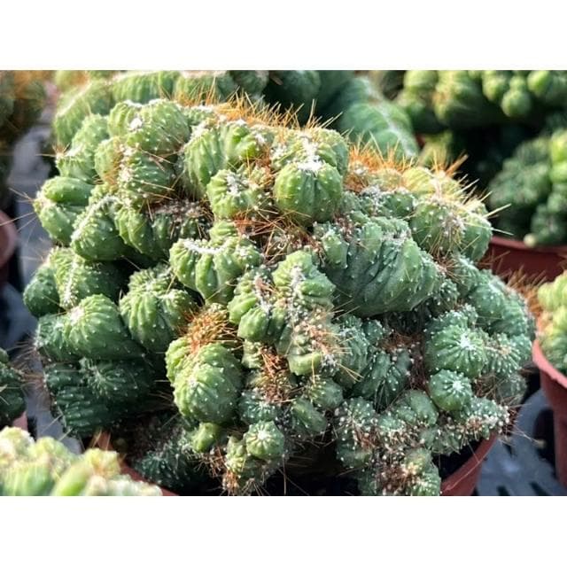 三寸盆 獅子岩錦 多肉植物 現貨