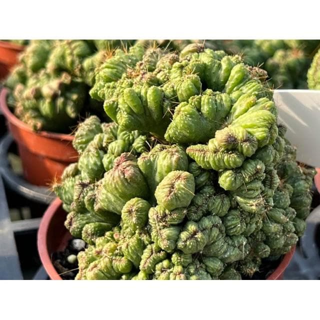 三寸盆 獅子岩錦 多肉植物 現貨