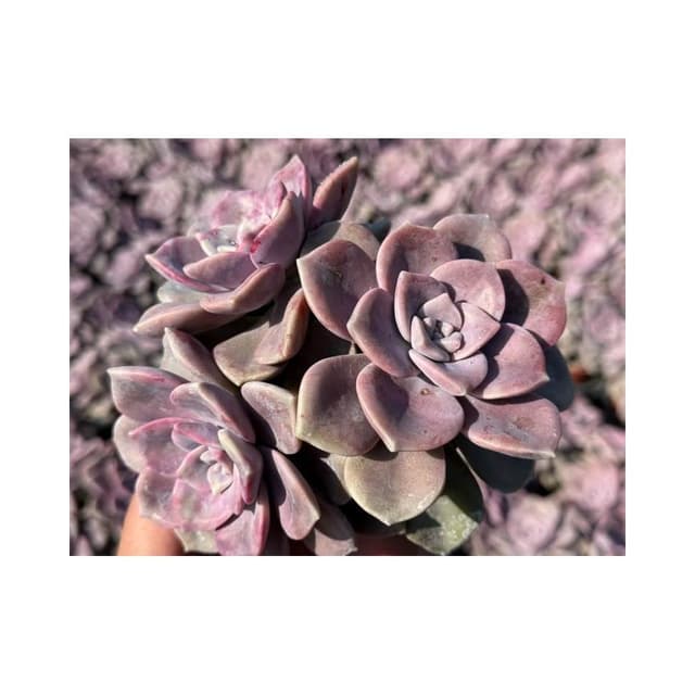 三寸盆 紫樂🔥網路熱銷🔥 多肉植物 現貨