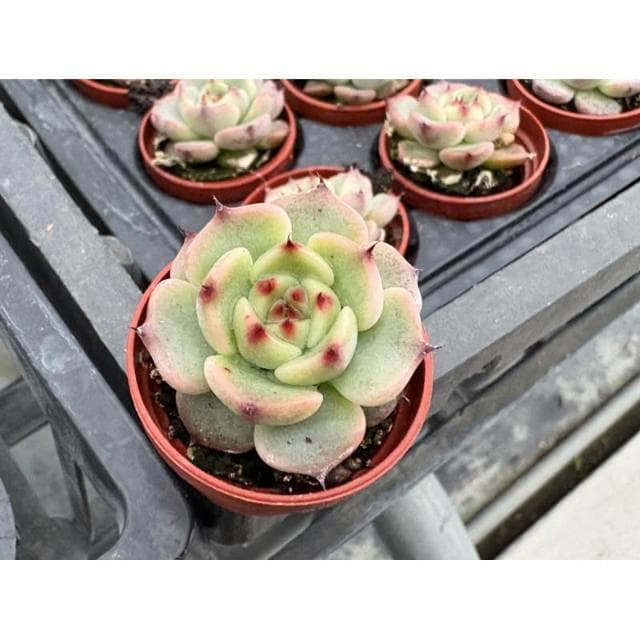 三寸盆 野玫瑰之精交種 多肉植物 現貨
