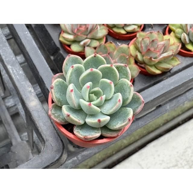 三寸盆 娜娜小勾（單頭) 多肉植物 現貨