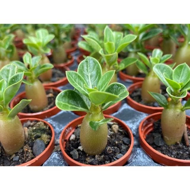 一吋盆 沙漠玫瑰 多肉植物 現貨