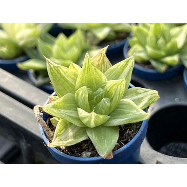 一吋盆 金之華錦 多肉 百合科植物 現貨