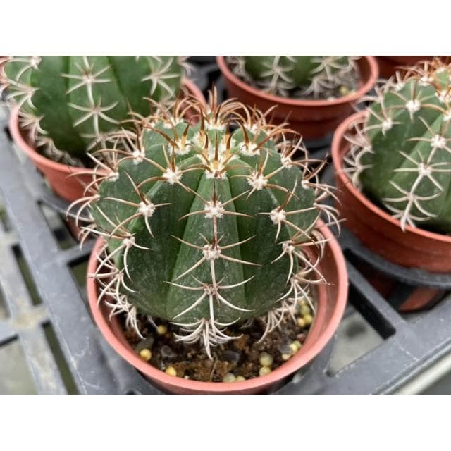 三寸盆 魔雲 仙人掌 多肉植物 現貨