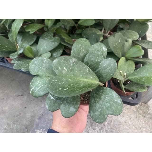 三寸盆 愛心毬蘭 觀葉 多肉植物 現貨