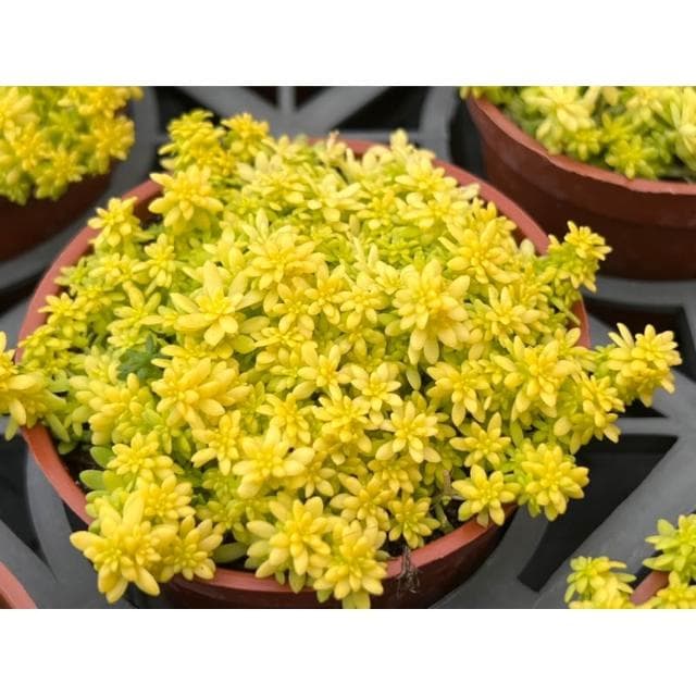 三寸盆 黃金萬年草景天 多肉植物 現貨