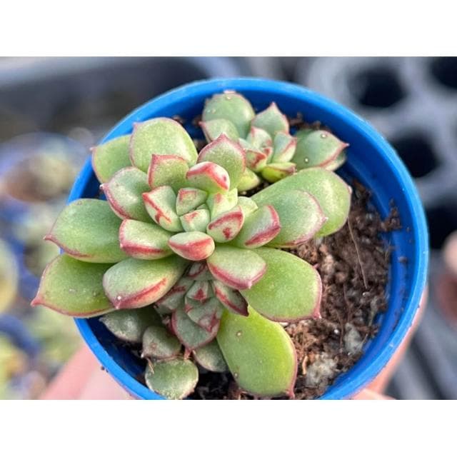 一吋盆 森之妖精 多肉植物 現貨