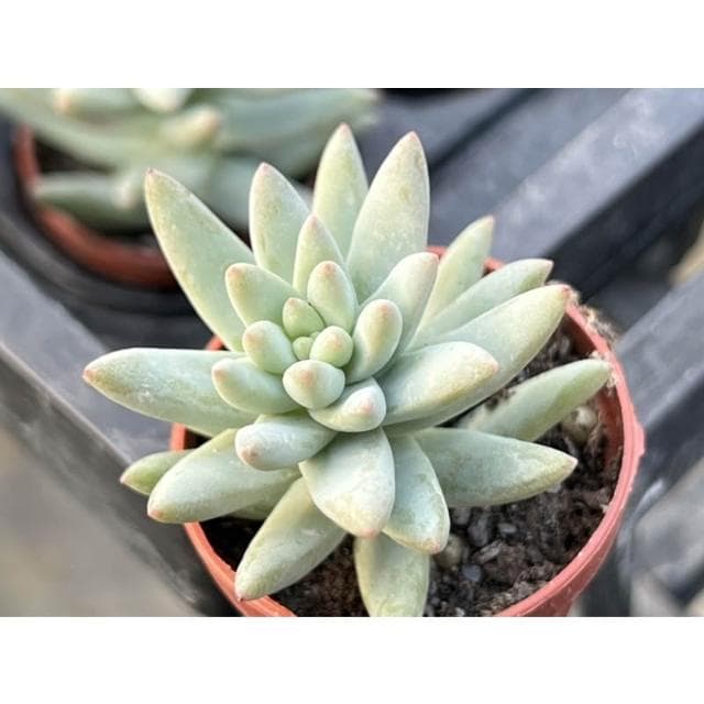 一寸盆 樹冰 多肉植物 現貨