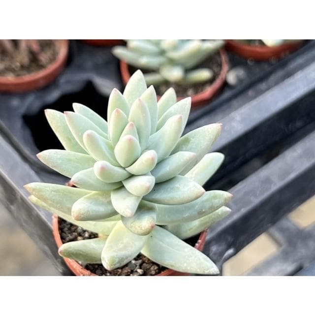 一寸盆 樹冰 多肉植物 現貨