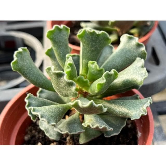 三寸盆 水餃天章 多肉植物 現貨