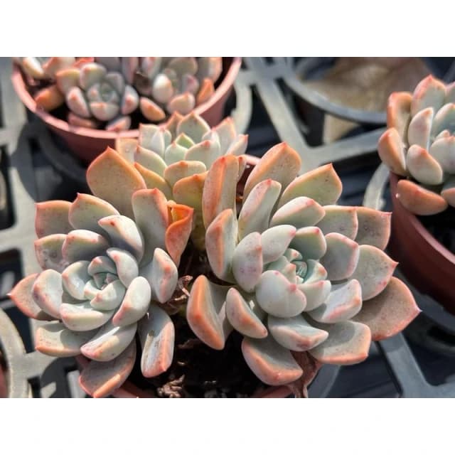 三寸盆 粉紅佳人 多肉植物 現貨