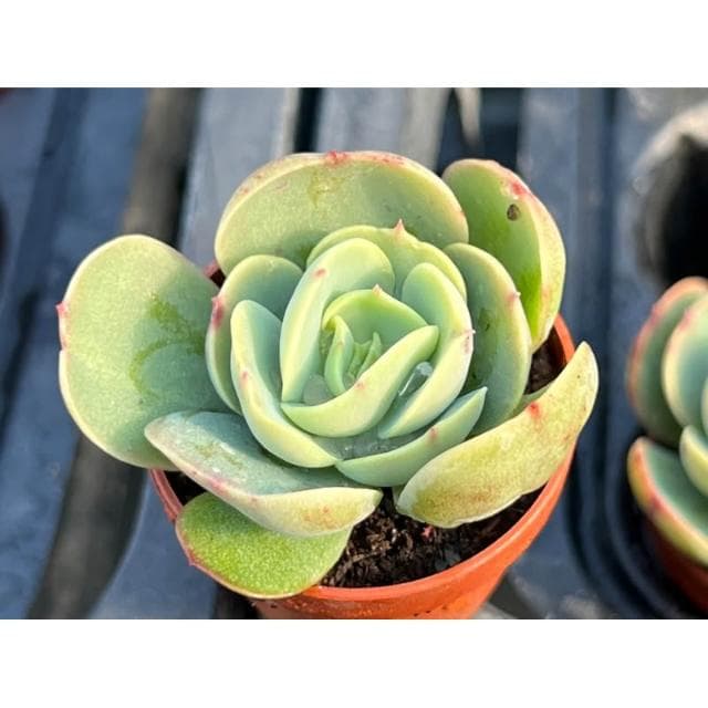 一吋盆 桃之嬌 多肉植物 現貨