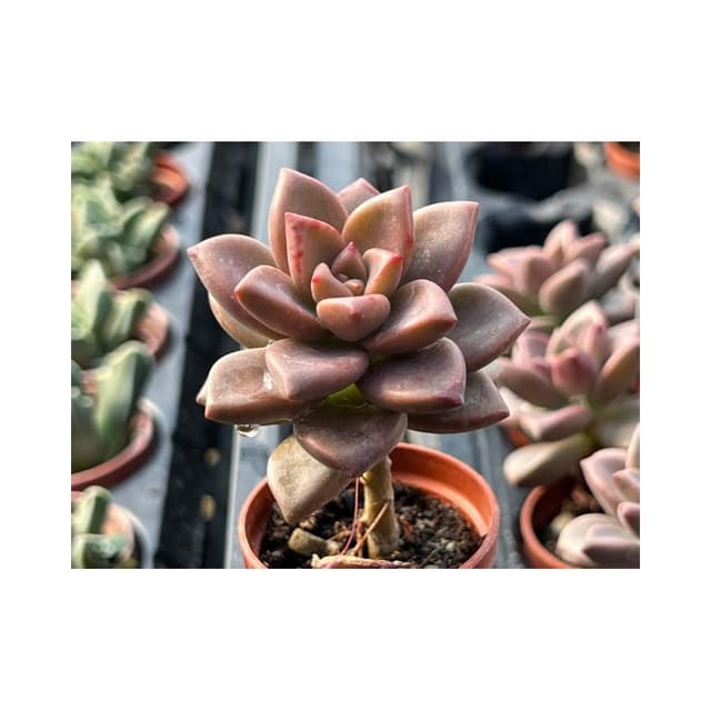 一寸盆 姬朧月（小老欉) 多肉植物 現貨