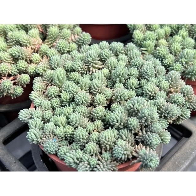 三寸盆 薄雪萬年草 多肉植物 現貨