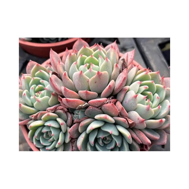 三寸盆 娜娜小勾🎁多側芽🎁 多肉植物 現貨