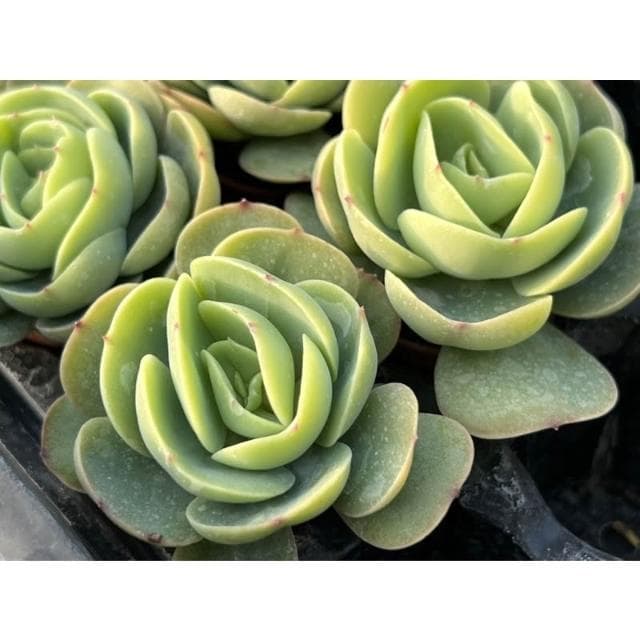 三/一寸盆 桃之嬌（大) 多肉植物 現貨