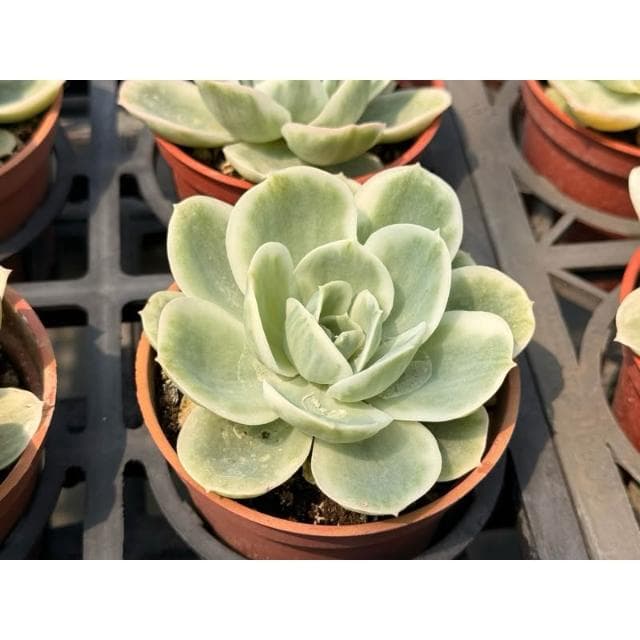 檸檬玫瑰 三寸盆 多肉植物 現貨