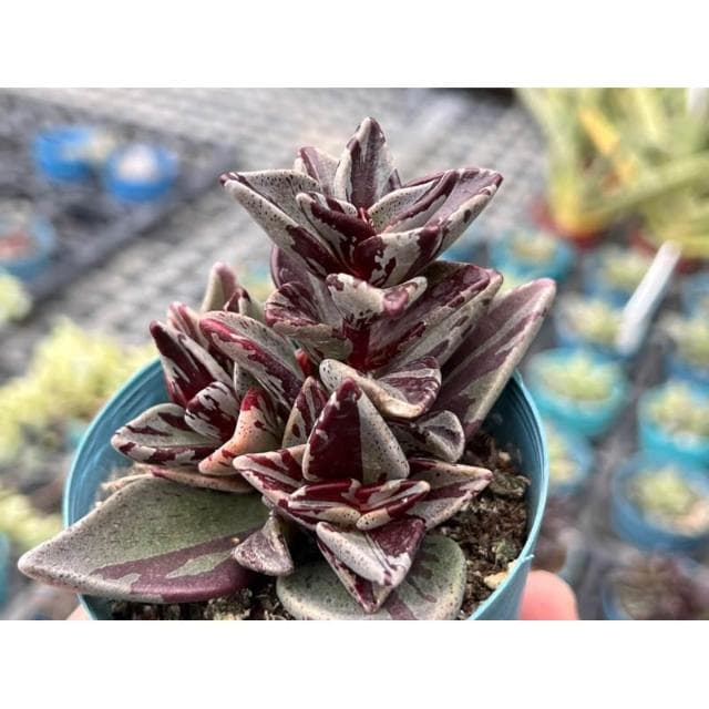 三吋盆 京鹿之子錦 多肉植物 現貨