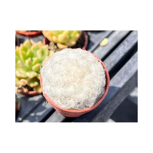 一寸盆 白星  仙人掌 多肉植物 現貨