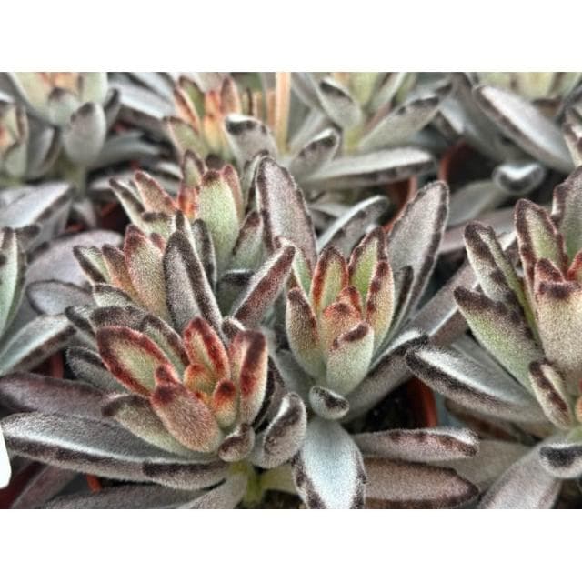 三寸盆 野兔 多肉植物 現貨