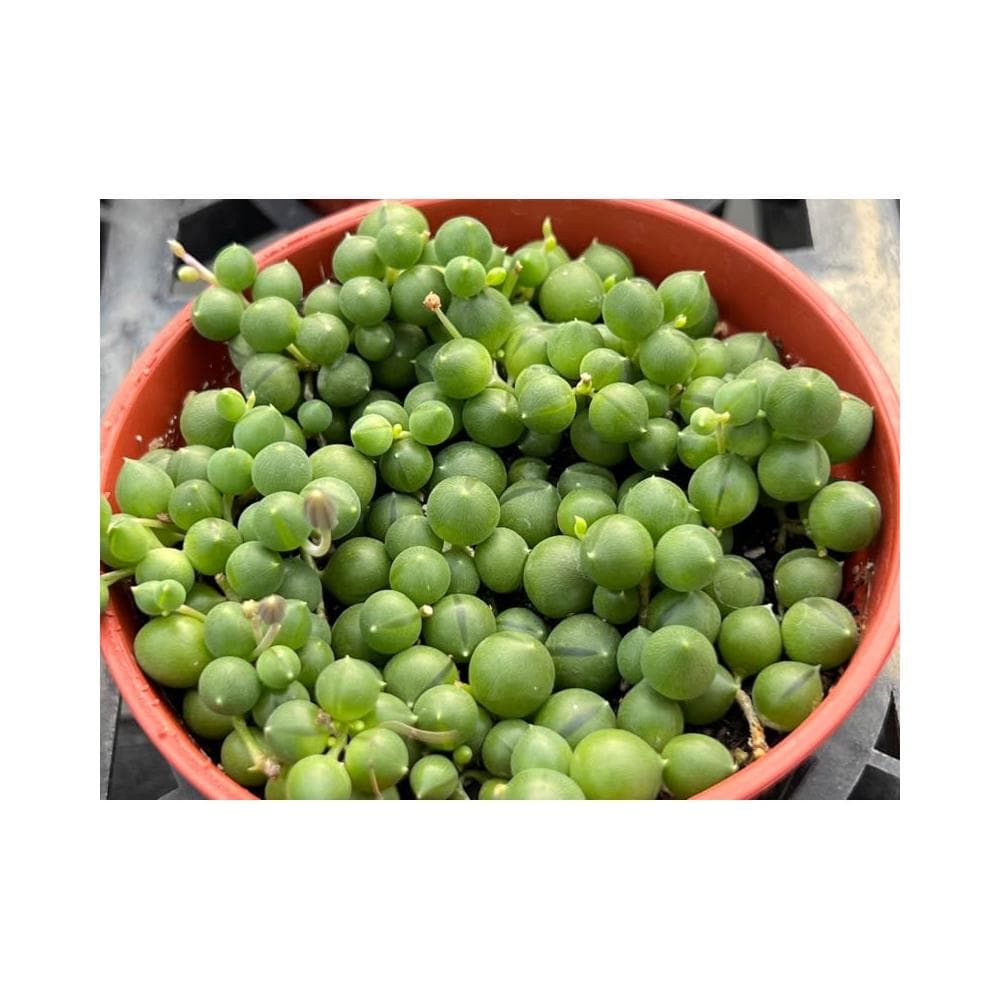 三寸盆 綠之鈴 佛珠 多肉植物 現貨