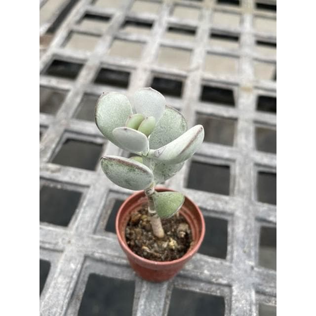 一寸盆 達摩/嫁入娘 福娘 多肉植物 現貨