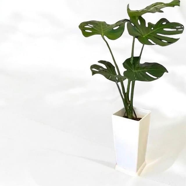 玠森工坊經典龜背芋盆栽(室內植物 觀葉植物 禮物盆栽)