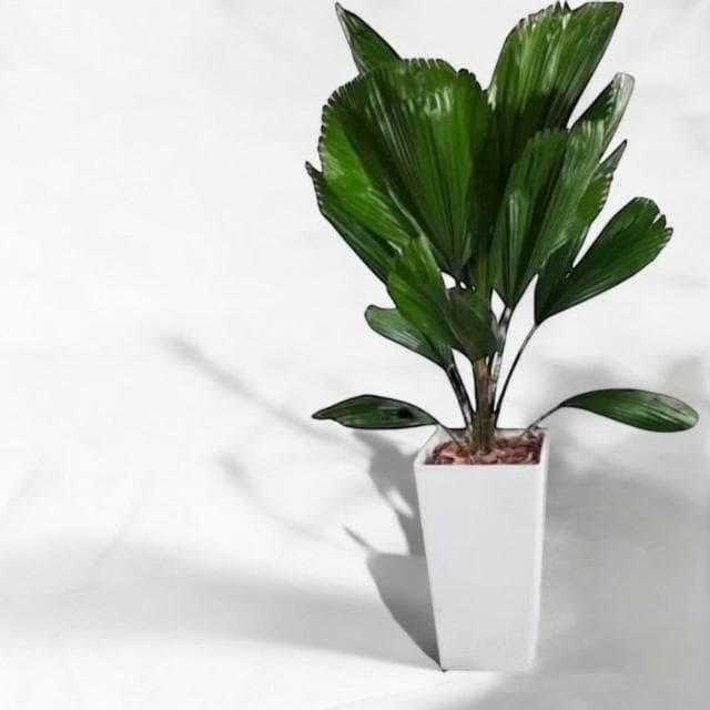 玠森工坊經典圓葉刺軸櫚盆栽(觀葉植物 室內植物 禮品盆栽)