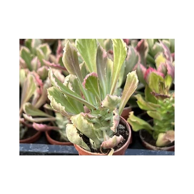 一寸盆 蒼龍閣錦 多肉植物 現貨