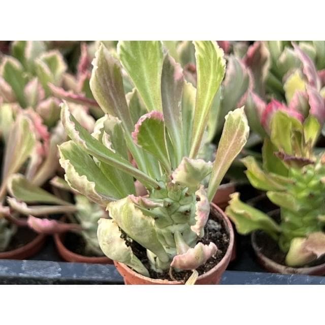 一寸盆 蒼龍閣錦 多肉植物 現貨