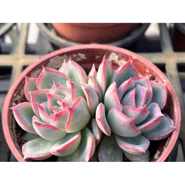 三寸盆 側影 多肉植物 現貨