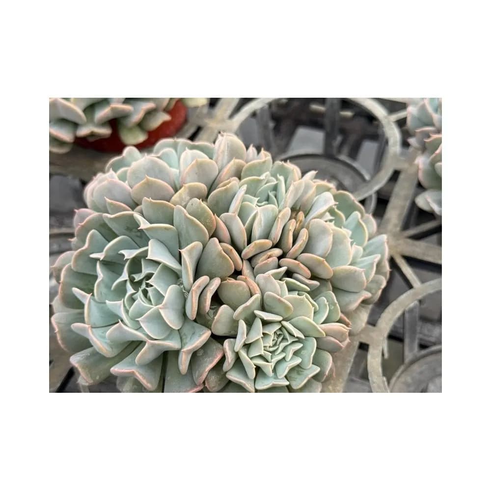 三寸盆 革命 多肉植物 現貨