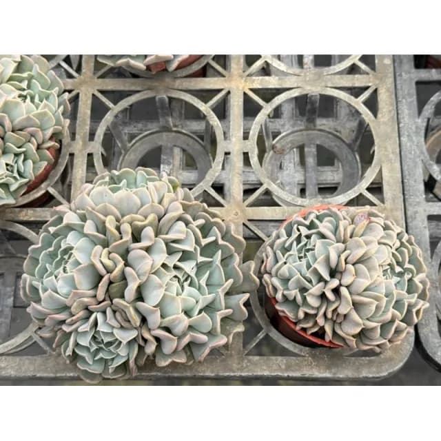 三寸盆 革命 多肉植物 現貨