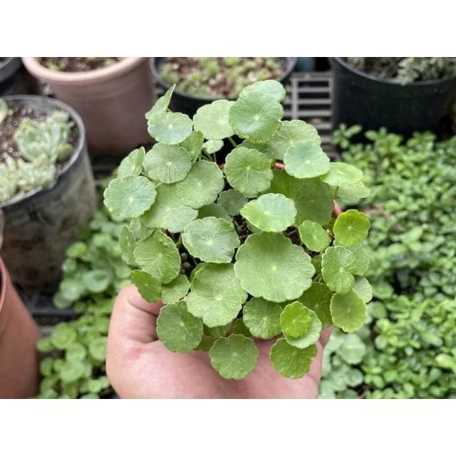 三吋盆 錢幣草 水生 多肉植物 現貨