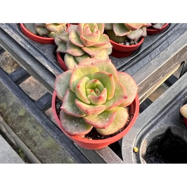 一寸盆 蠟牡丹 多肉植物 現貨