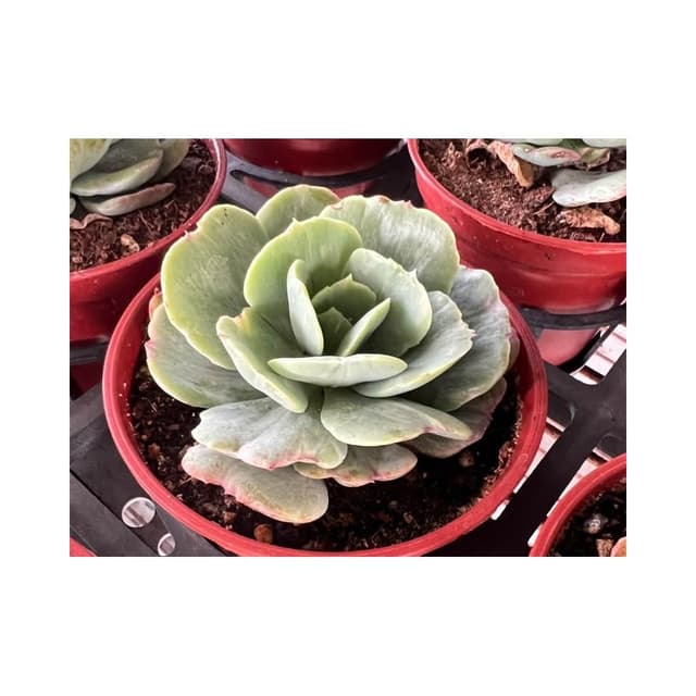 三寸盆 桃之嬌石化 多肉植物 現貨