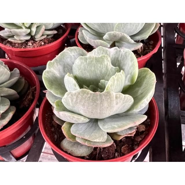 三寸盆 桃之嬌石化 多肉植物 現貨