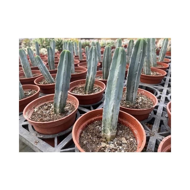 三寸盆 龍神木 仙人掌植物 現貨