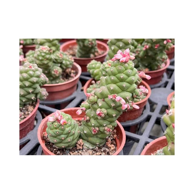 三寸盆 將軍閣 多肉植物 現貨