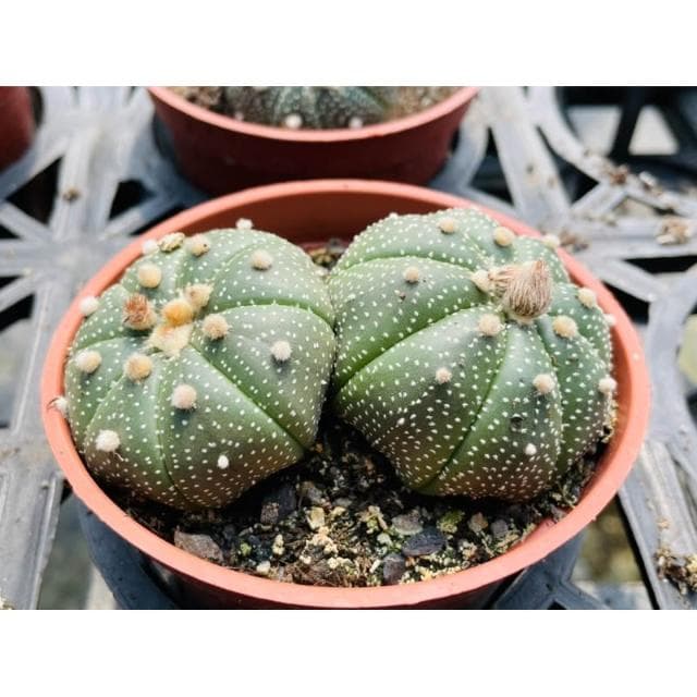 三寸盆 兜 仙人掌植物 現貨