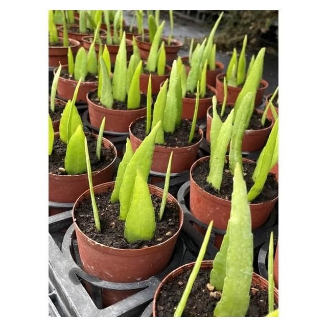 迷你曇花🌙春秋2季盛開，香味清雅素樸，大約晚上10點開花至早上9點！註：圖1、2為販售圖