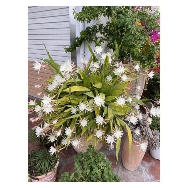 迷你曇花🌙春秋2季盛開，香味清雅素樸，大約晚上10點開花至早上9點！註：圖1、2為販售圖