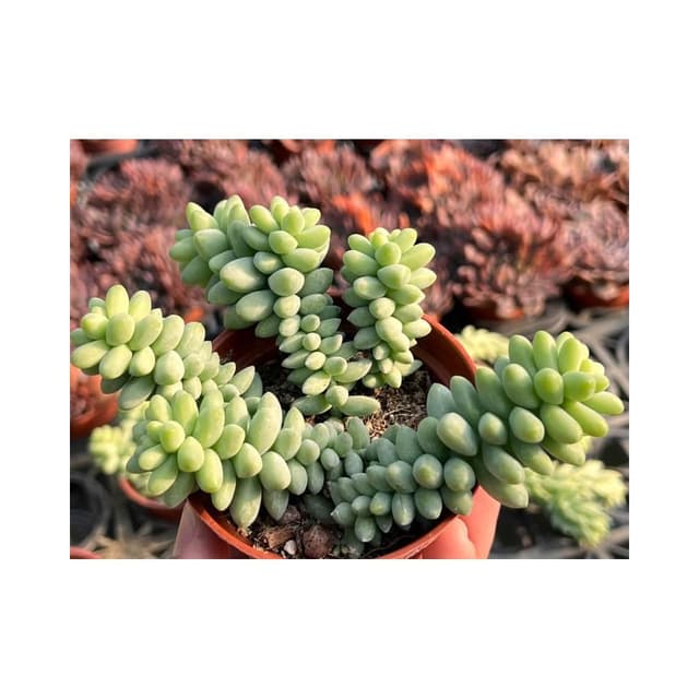 三寸盆 小玉串/老樁 多肉植物 現貨