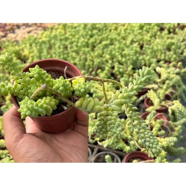 三寸盆 小玉串/老樁 多肉植物 現貨