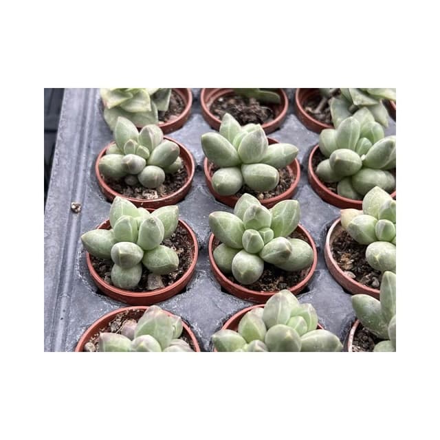 一吋盆 千代田之松💎鑽石般暗紋💎多肉植物 現貨