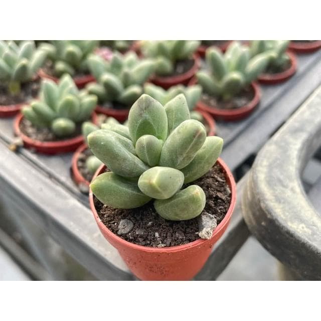 一吋盆 千代田之松💎鑽石般暗紋💎多肉植物 現貨