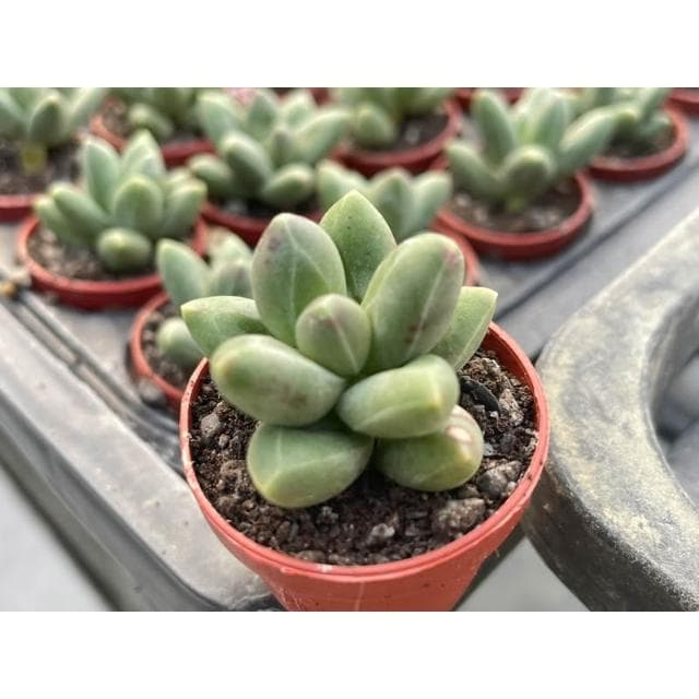 一吋盆 千代田之松💎鑽石般暗紋💎多肉植物 現貨