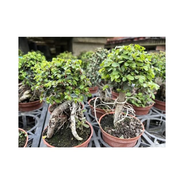 造型榆樹觀葉 多肉植物 現貨 三寸盆